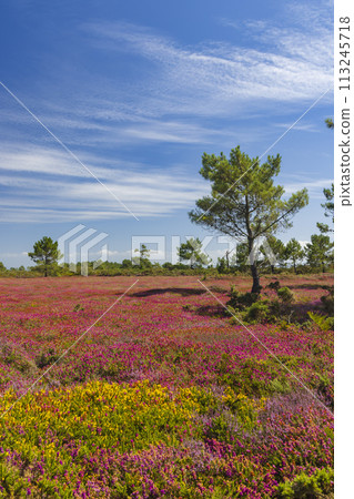 Landscape in Cap de la Chevre, Crozon, Brittany, France 113245718