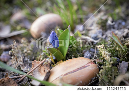 Closeup of a wild blue snowdrop flower in a forest among fallen acorns, beautiful close up outdoor spring background 113245733