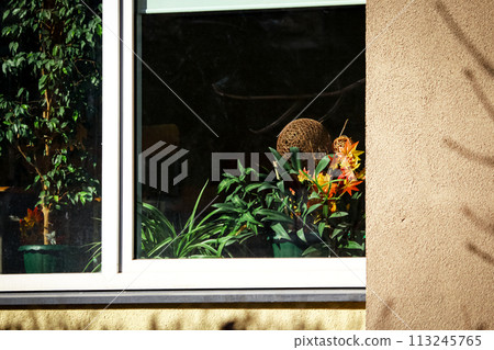 Flowers behind a window glass of a residential area in a city building Flowers behind a window glass of a residential area in a city building 113245765
