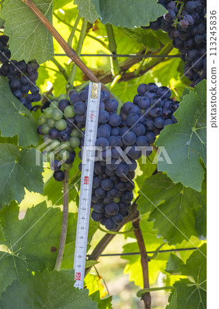 Blue grapes Pinot Noir in autumn vineyard, Southern Moravia, Czech Republic Blue grapes Pinot Noir in autumn vineyard, Southern Moravia, Czech Republic 113245836