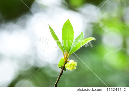 Spring of spring Spring of spring 113245842