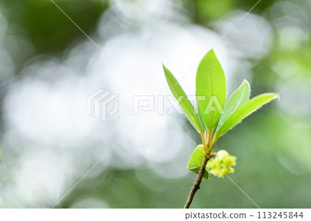 Spring of spring 113245844