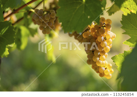 Vineyard with Hibernal near Cejkovice, Southern Moravia, Czech Republic 113245854