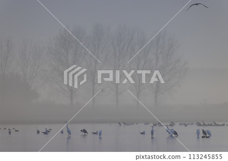 Flock of birds, Common Crane, migration in Hortobagy National Park, UNESCO World Heritage Site, Puszta is one of largest meadow and steppe ecosystems in Europe, Hungary 113245855