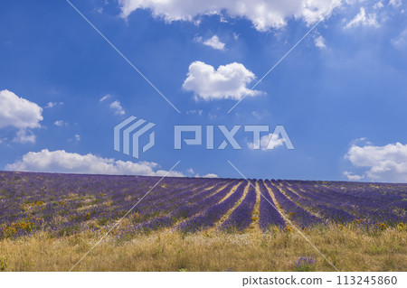 Lavender field near Montbrun les Bains and Sault, Provence, France 113245860