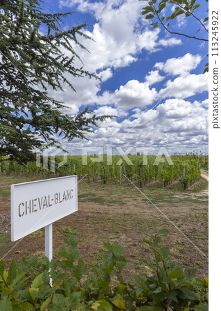 Typical vineyards (1er Grand Cru Classe A) near Chateau Cheval Blanc, Saint-Emilion, Aquitaine, France 113245922