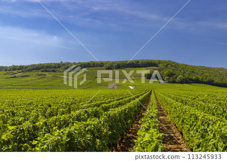 Typical vineyards near Clos de Vougeot, Cote de Nuits, Burgundy, France 113245933