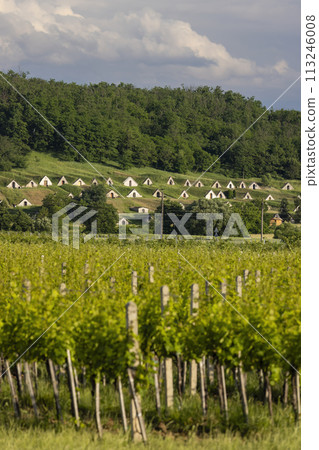 Traditional wine cellars (Gombos-hegyi pincesor) in Hercegkut, UNESCO site, Great Plain, North Hungary 113246008