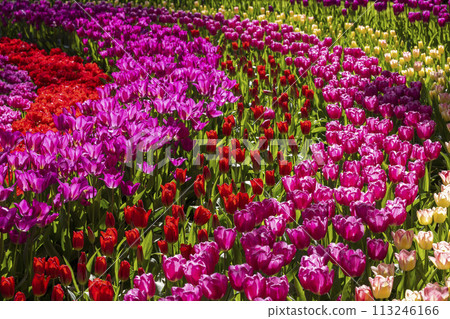 Keukenhof flower garden - largest tulip park in world, Lisse, Netherlands 113246166