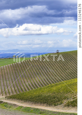 Typical Tuscan landscape with vineyard near Montalcino, Tuscany, Italy Typical Tuscan landscape with vineyard near Montalcino, Tuscany, Italy 113246176