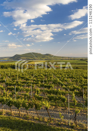 Spring vineyards under Palava near Sonberk, South Moravia, Czech Republic 113246190