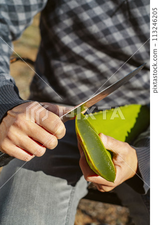 man cutting the edge of an aloe vera leaf 113246205