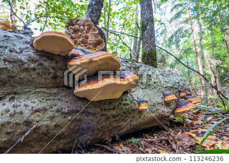 Lots of trout mushrooms on the trunk of a fallen tree in the woods 113246236