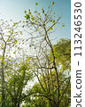 Looking up to the cotton tree 113246530