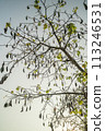 Looking up to the cotton tree 113246531