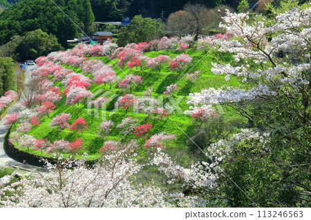 [Kochi Prefecture] Peach blossoms at Hikiji Bridge on a clear day 113246563