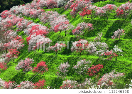 [Kochi Prefecture] Peach blossoms at Hikiji Bridge on a clear day 113246568