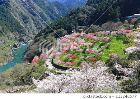 [高知縣] 晴天的引地橋花桃 113246577