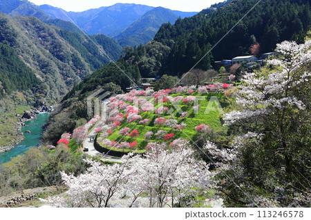[Kochi Prefecture] Peach blossoms at Hikiji Bridge on a clear day 113246578