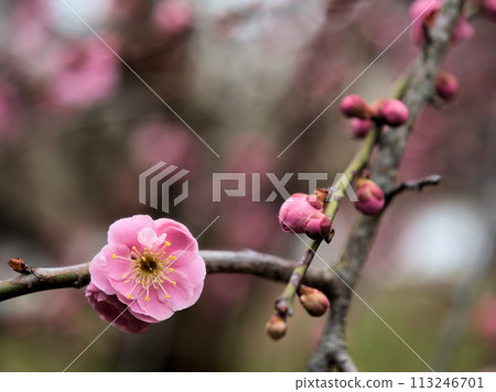 The red plum "Kureha Shidare" bloomed in March 113246701