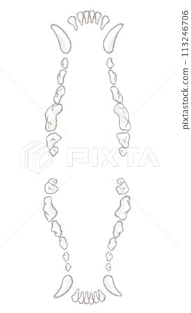 Illustration of a dog's teeth with its mouth open from above and below 113246706