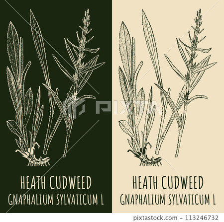 Vector drawings HEATH CUDWEED. Hand drawn illustration. Latin name GNAPHALIUM SYLVATICUM L. Vector drawings HEATH CUDWEED. Hand drawn illustration. Latin name GNAPHALIUM SYLVATICUM L. 113246732