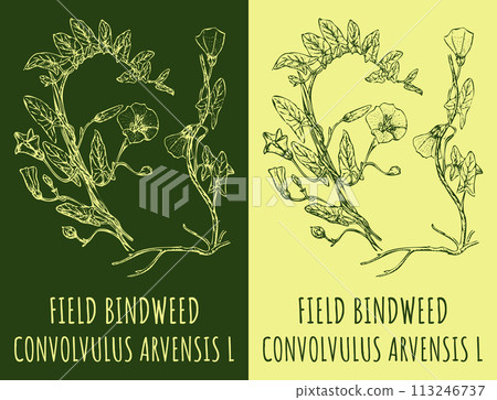 Set of vector drawing of FIELD BINDWEED in various colors. Hand drawn illustration. Latin name CONVOLVULUS ARVENSIS L. 113246737