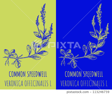 Vector drawings COMMON SPEEDWELL. Hand drawn illustration. Latin name VERONICA OFFICINALIS L. 113246739