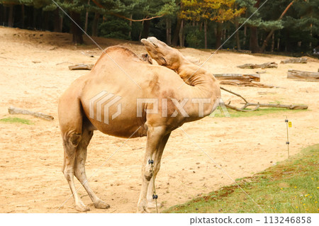 Camel scratching its head with a comical expression, showcasing its flexible neck and amusing behavior. Funny camel scratching its head Camel scratching its head with a comical expression, showcasing its flexible neck and amusing behavior. Funny camel scratching its head 113246858