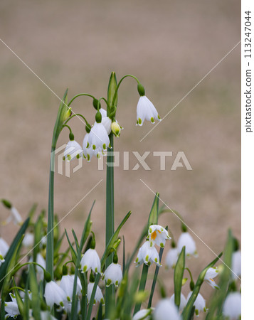Adorable snowflake flower 113247044