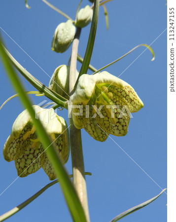 淺綠色的花“ Baimoyuri” 113247155