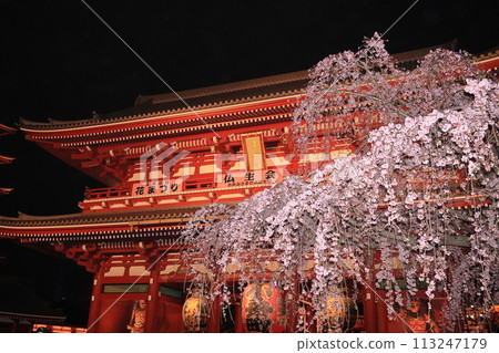 盛開的櫻花和東京旅遊勝地淺草寺的寶藏門，燈火通明的寶藏門 113247179