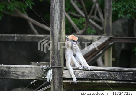 A monkey 113247232