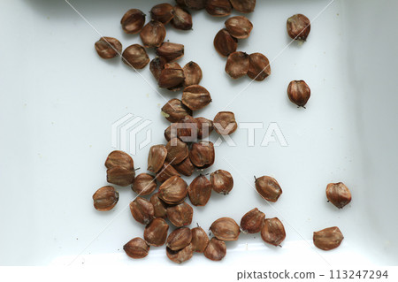 alder seeds alder seeds 113247294