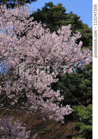 Sakura in full bloom that shines in the blue sky of spring Sakura in full bloom that shines in the blue sky of spring 113247309