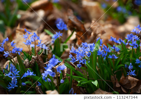 Spring early flowers Scilla siberica in the forest among old leaves Spring early flowers Scilla siberica in the forest among old leaves 113247344