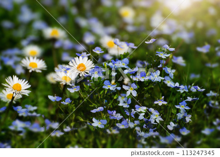 Backlit by sunlight daisy stalks closeup Backlit by sunlight daisy stalks closeup 113247345
