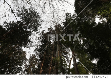 Coniferous forest Coniferous forest 113247472