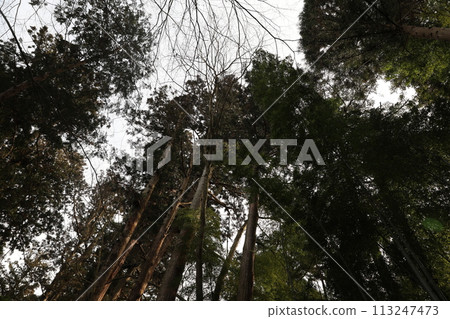 針葉林 針葉林 113247473