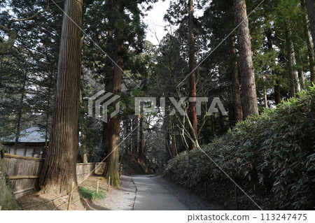 Coniferous forest Coniferous forest 113247475