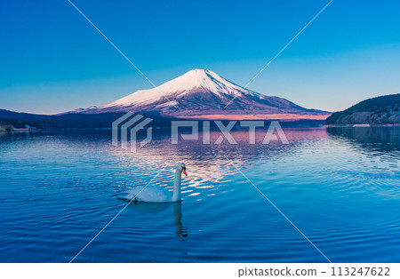 (山梨縣)冬天的山中湖、天鵝和富士山 (山梨縣)冬天的山中湖、天鵝和富士山 113247622