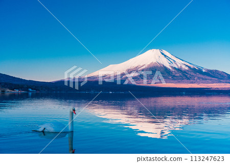 (山梨縣)冬天的山中湖、天鵝和富士山 (山梨縣)冬天的山中湖、天鵝和富士山 113247623