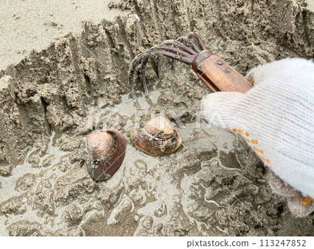 Clam picking (clams) 113247852