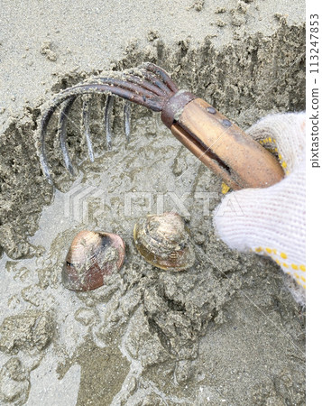 Clam picking (clams) 113247853