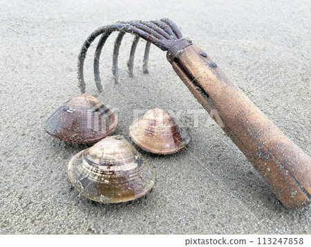 Clam picking (clams) 113247858