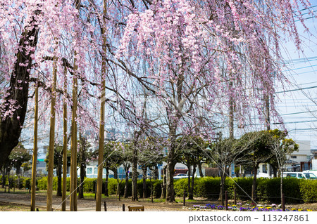 Weeping cherry blossoms, Mizuho Eco Park, Mizuho-cho, Tokyo 113247861