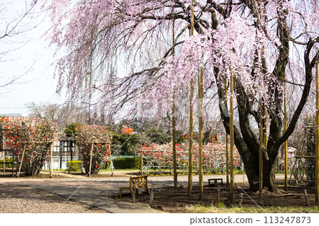 Weeping cherry blossoms, Mizuho Eco Park, Mizuho-cho, Tokyo 113247873