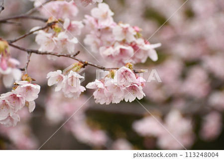 Early-blooming pale pink tairyo cherry tree Early-blooming pale pink tairyo cherry tree 113248004