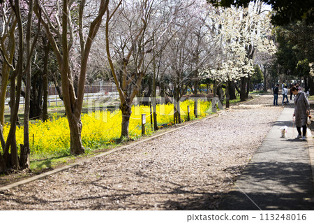 Mizuho Eco Park, Mizuho Town, Tokyo, rapeseed field 113248016
