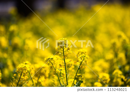 Mizuho Eco Park, Mizuho Town, Tokyo, rapeseed field Mizuho Eco Park, Mizuho Town, Tokyo, rapeseed field 113248021